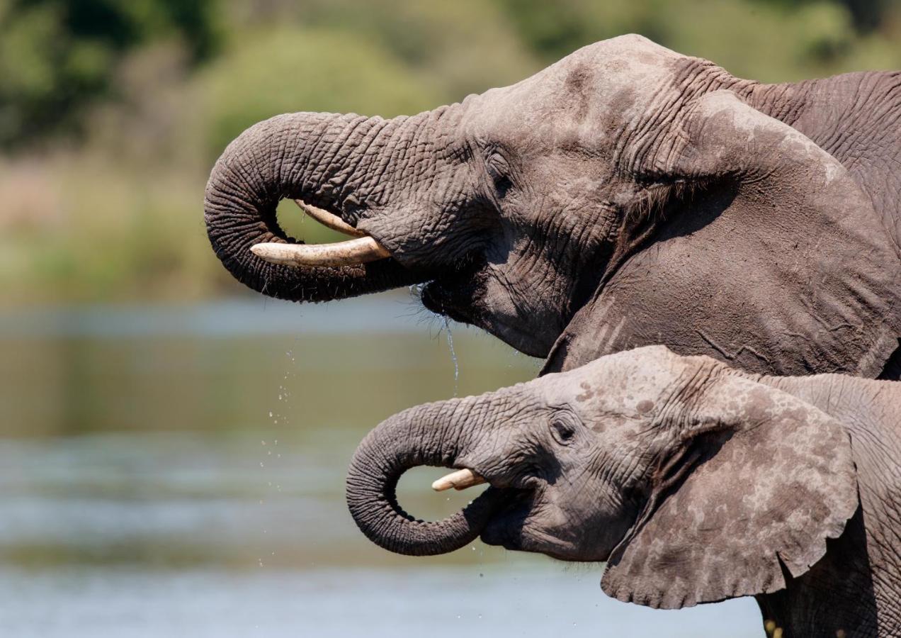 Lions Rock Rapids - Luxury Tented Camp