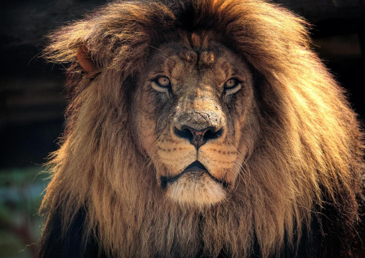 Lions Rock Rapids - Luxury Tented Camp